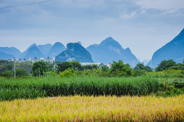 模特晶晶